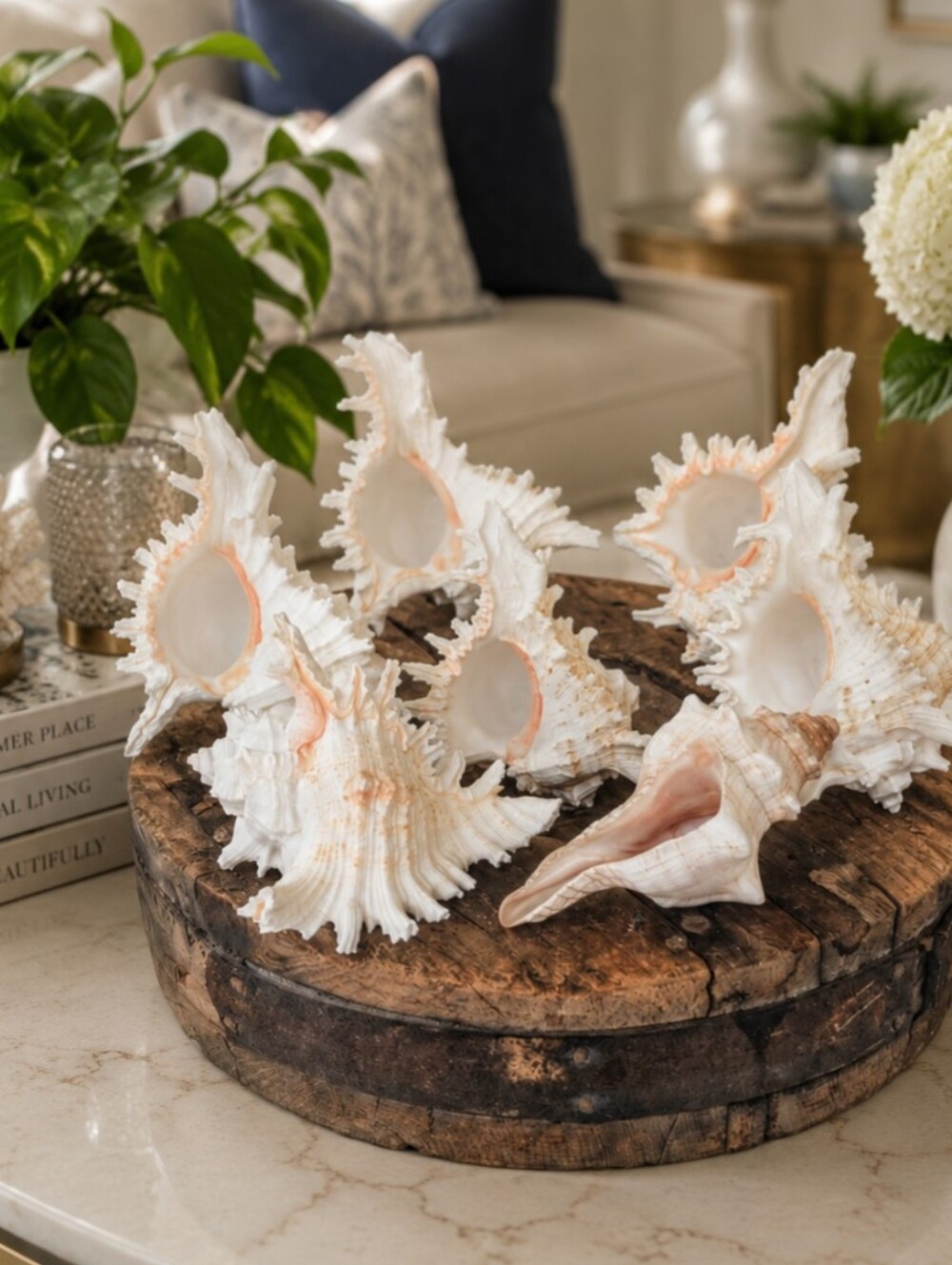 Large Coastal 6 Murex Conch | 1 Fox Conch *Read Description 🐚🌿